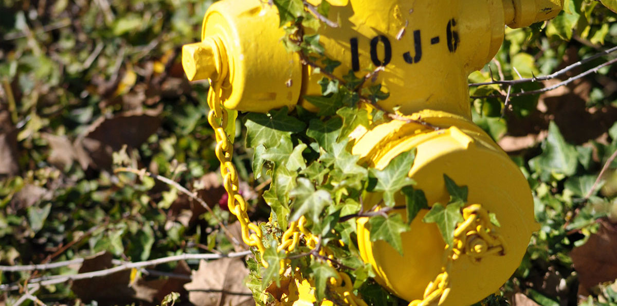 vine covered fire hydrant